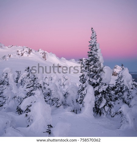 Fir tree under snow at pink sunset, panorama, Russian winter