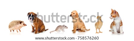 Many pets isolated on a white background