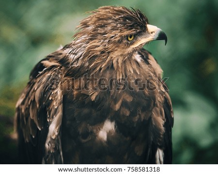 Eagle portrait. green background