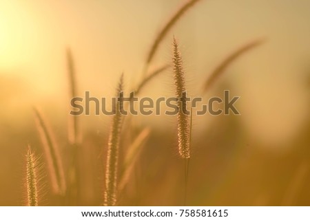 A soft selective focus picture of grass flowers in the evening sunray