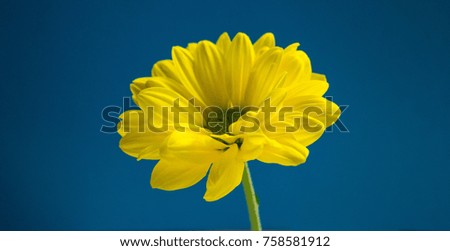 Beautiful bright yellow flower closeup on dark blue background