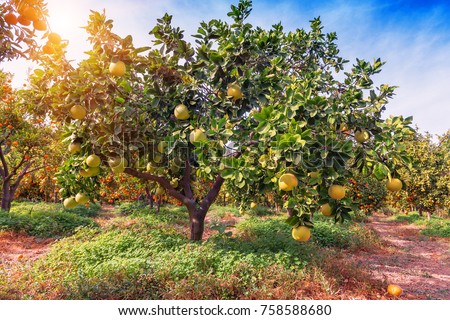 Ripe pomelo fruits hang on the trees in the citrus garden. Harvest of tropical pomelo in orchard Royalty-Free Stock Photo #758588680