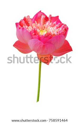 Pink blooming sacred lotus flower. Isolated on white background with clipping path and selective focus.