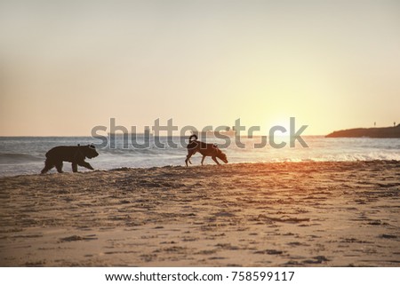 Dogs walking to the seaside to the sunset with ships in the background