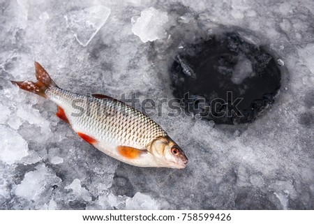winter fishing, good catch of fish (roach) in winter on ice