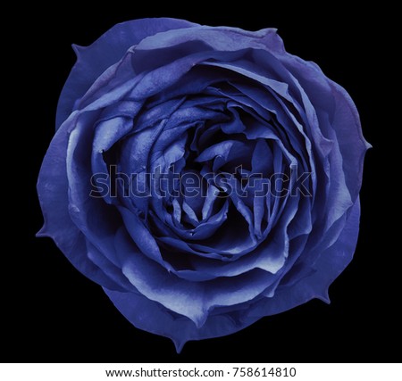 Blue-violet rose flower  black isolated background with clipping path.  Closeup no shadows. Nature.. 