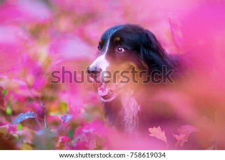 portrait picture of a Bernese mountain dog surrounded by purple autumnn leaves