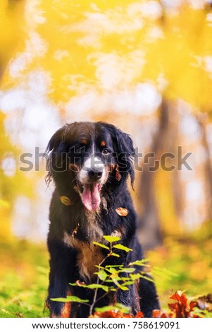 portrait picture of a Bernese mountain dog in an autumn forest