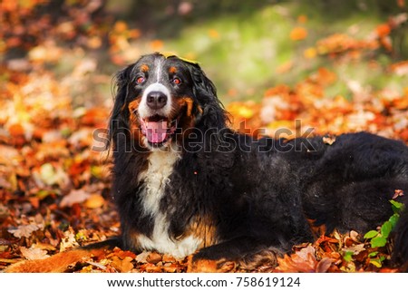 portrait picture of a Bernese mountain dog in an autumn forest