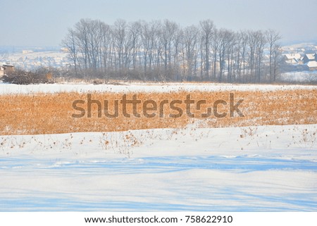winter landscape of the forest in the distance

