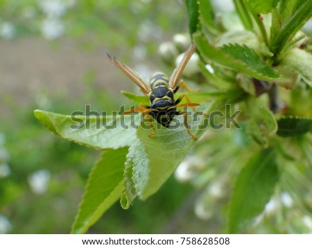 A picture of Wasp Insect