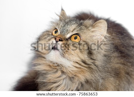 Female crossbreed of siberian and persian cat on a white background looking upward for to catch some prey.