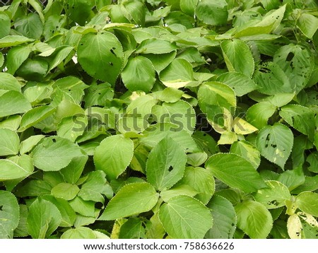 Garden ornamental green coleus plant leaves