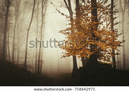 autumn sunset in misty forest with colorful leaves on tree