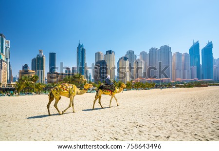  The camels on famous Jumeirah beach and skyscrapers in the backround, Dubai, United Arab Emirates