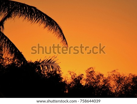 Palm tree fronds are silhouetted against a deep orange sunset against a background of a treelined bay in Marathon Key 