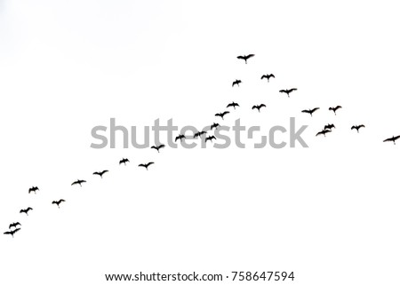 flock of bird flying with white background