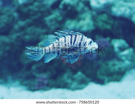 Fish Pterois volitans at the deep blue ocean close up 