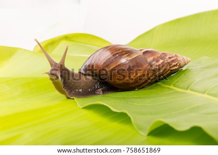 snail on the green leaf  on white background isolated