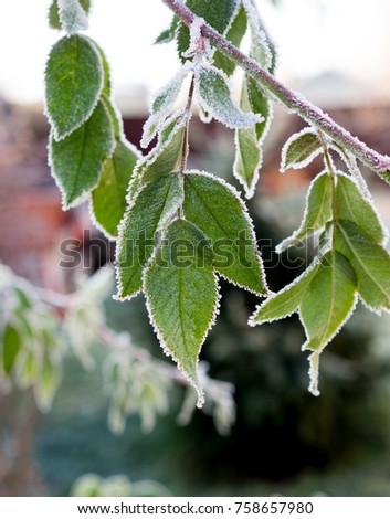 The first frosts. The leaves of rose bushes, fringed with the white frost, macro.
