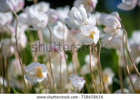 White Ranunculus flower or Buttercup - selective focus, natural composition