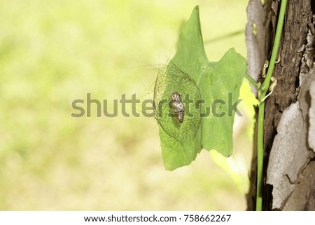 The pupa in the nest is the larva of the butterfly.