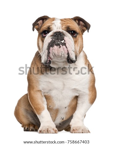 English Bulldog, 5 years old, sitting against white background Royalty-Free Stock Photo #758667403