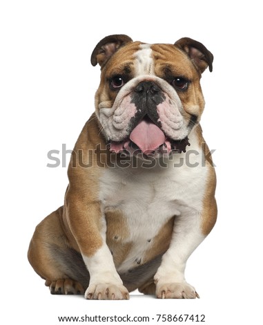 English Bulldog, 5 years old, sitting against white background Royalty-Free Stock Photo #758667412