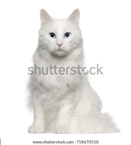Portrait of Turkish Angora cat, 4 years old, sitting in front of white background Royalty-Free Stock Photo #758670550
