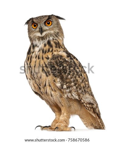 Portrait of Eurasian Eagle-Owl, Bubo bubo, a species of eagle owl, standing in front of white background Royalty-Free Stock Photo #758670586