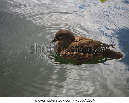 Ducks near the water