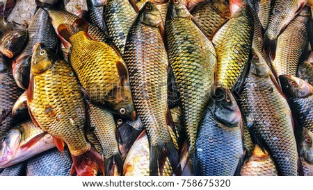 Colourful fish in market