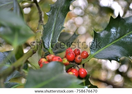 Mistletoe, Christmas tree, macro