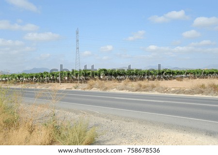 Vines, grapes, wine box, costa blanca - Spain