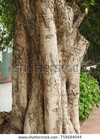 Beautiful Big Tree Ficus Religiosa Trunk Structure texture.  It is also known as many names in different countries bodhi, pippala, peepal