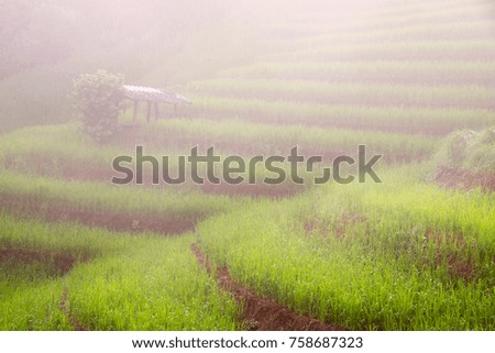 Morning at the green fields, steps and staircases
