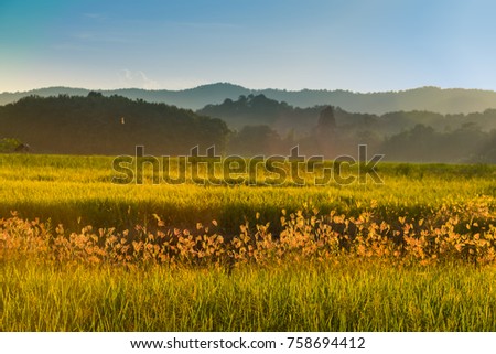 Fields and grass flowers with sunset in the evening.