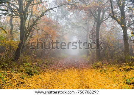 Autumn misty alley in yellow collors