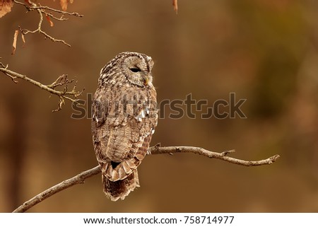 tawny owl very nice portrait with  colorful background