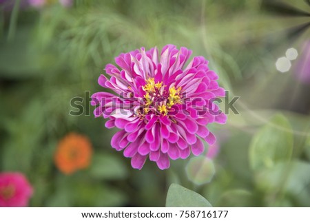 Natural view of flowers, natural landscape, use as background or wallpaper.