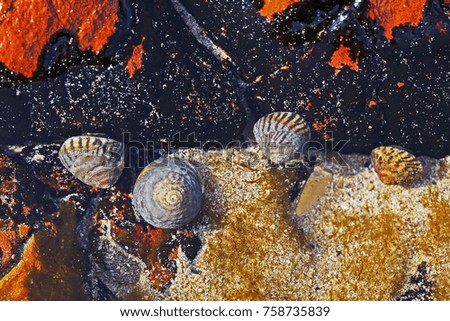 Small shells stranded on rock at low tide at beach