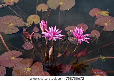 background water lilly