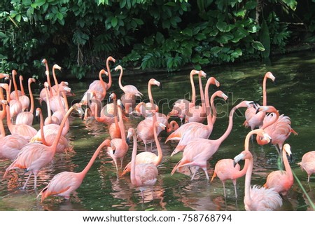 Caribbean flamingo standing in water with reflection. Singapore. An excellent illustration.