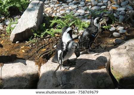 Penguin on rocks in green forest- location is Singapore Zoo.
