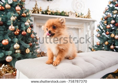 Cute little Pomeranian dog sitting on the sofa on Christmas three background and show tongue. New year dog. Christmas dog.