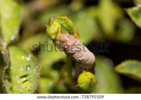 Macro worm eating rose bud on natural background.