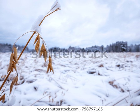 yellow spikelet on the background of a snow-covered field