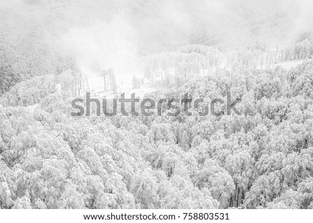 Clouds of morning mist over fluffy winter forest in the valley of the Caucasus mountains