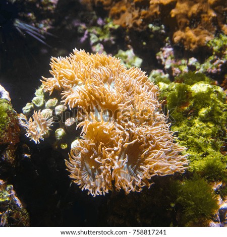 Wonderful corals in La Rochelle Aquarium,Location is La Rochelle,France