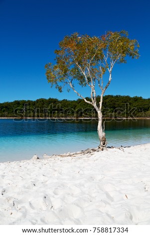in  australia  lake mckenzie  tourism tree and relax in the paradise
